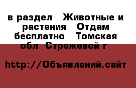  в раздел : Животные и растения » Отдам бесплатно . Томская обл.,Стрежевой г.
